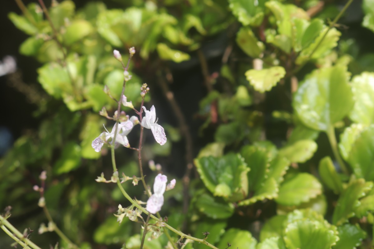 Plectranthus verticillatus (L.f.) Druce